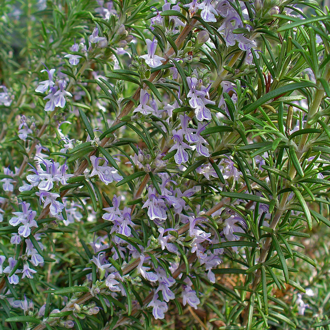 Rosemary Seeds (Rosmarinus officinalis)