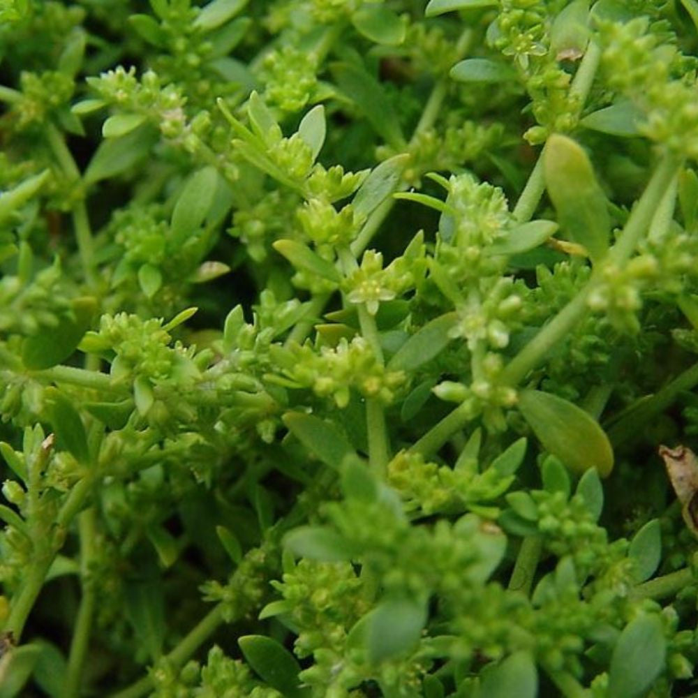 Rupturewort Seeds (Herniaria glabra)