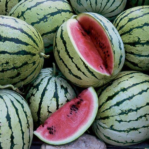 Chris Cross Watermelon Seeds [PACKET ONLY]
