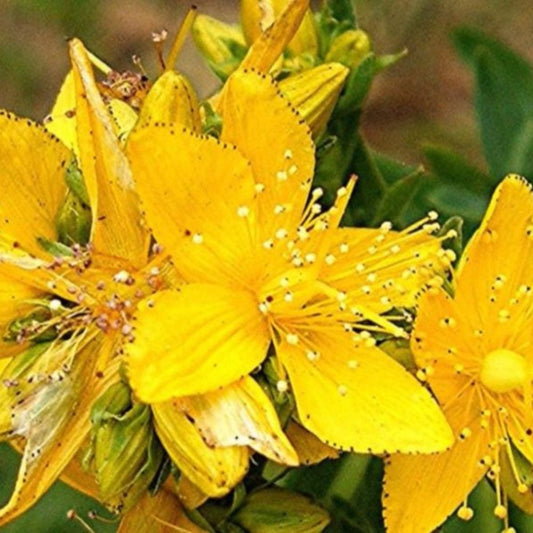 Saint Paul's Wort Seeds (Siegesbeckia pubescens)