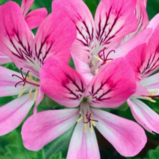 Scented Geranium Seeds (Pelargonium capitatum) [PACKET ONLY]