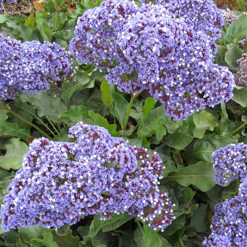 Sea Lavender Seeds (Limonium latifolium) – Frozen Seed Capsules™