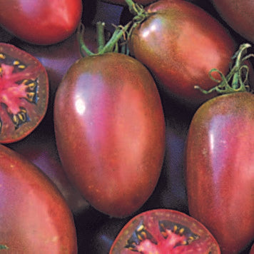 Purple Russian Tomato  Seeds