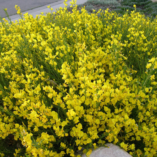 Spanish Broom Seeds (Spartium junceum)