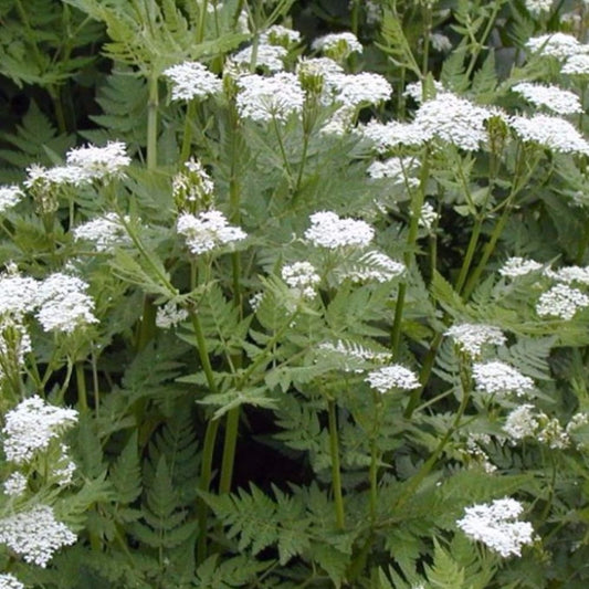 Sweet Cicely Seeds (Myrrhis odorata) [PACKET ONLY]