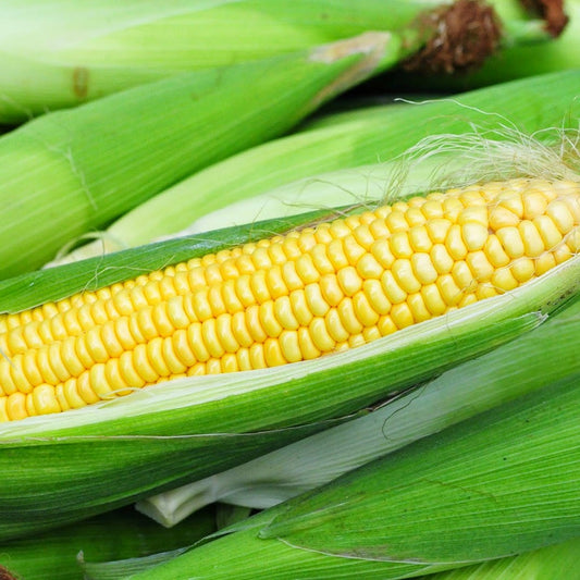Iochief Sweet Corn Seeds [PACKET ONLY]
