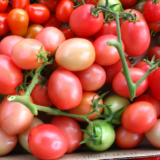 Thai Pink Egg Tomato Seeds