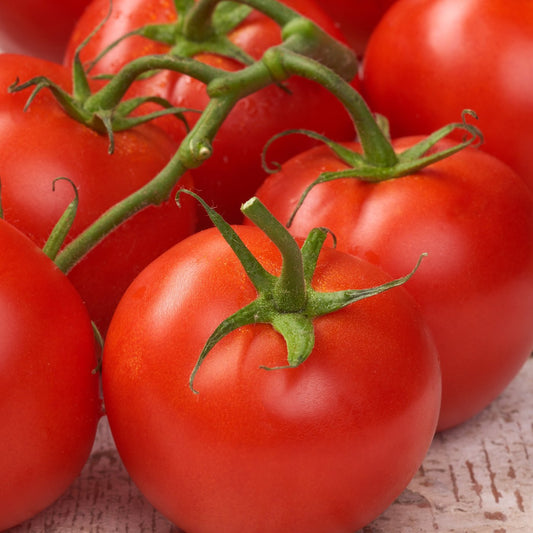 Abe Lincoln Tomato Seeds