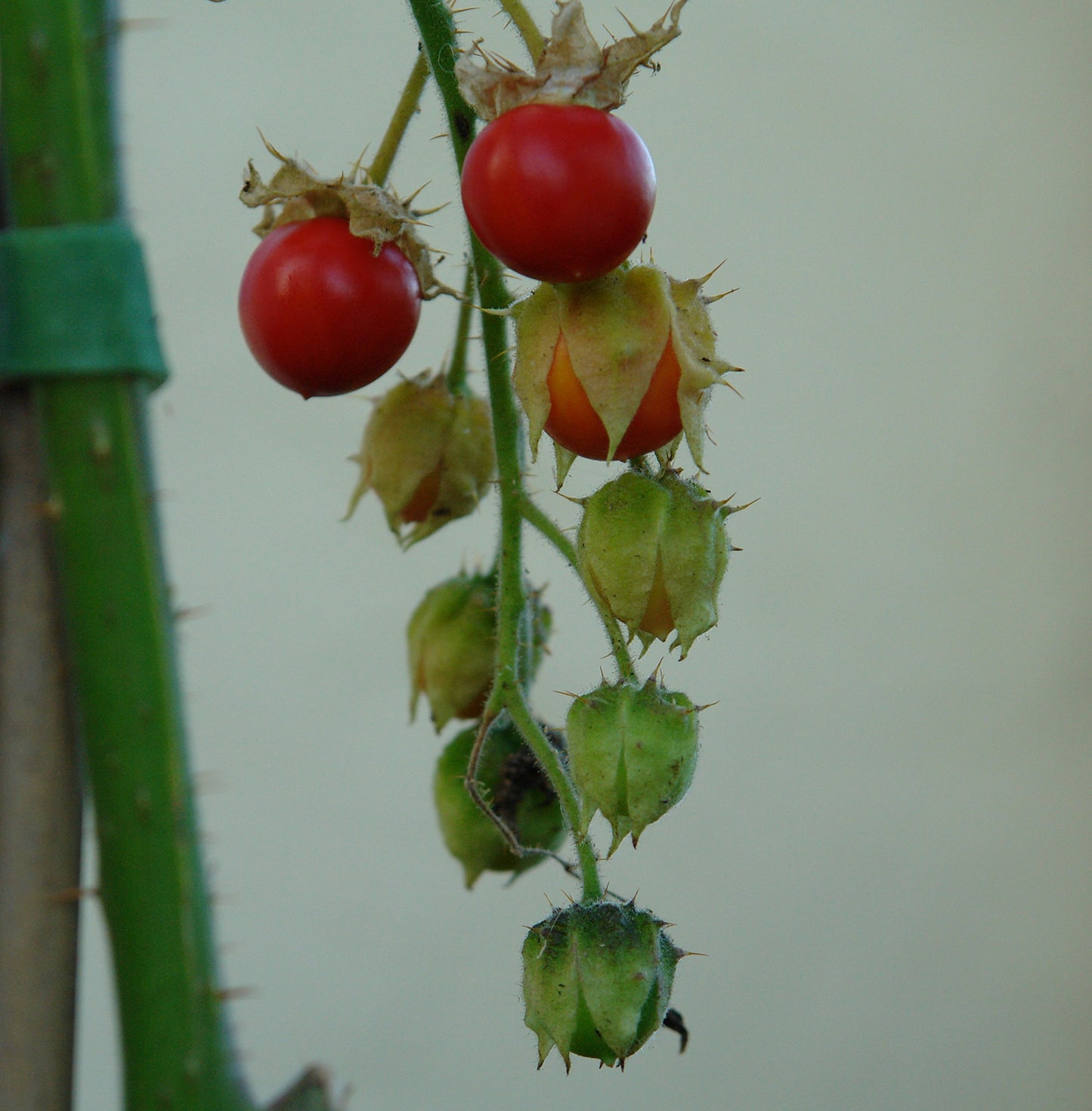 Frozen Seed Capsules 12 Rare Tropical Variety Pack