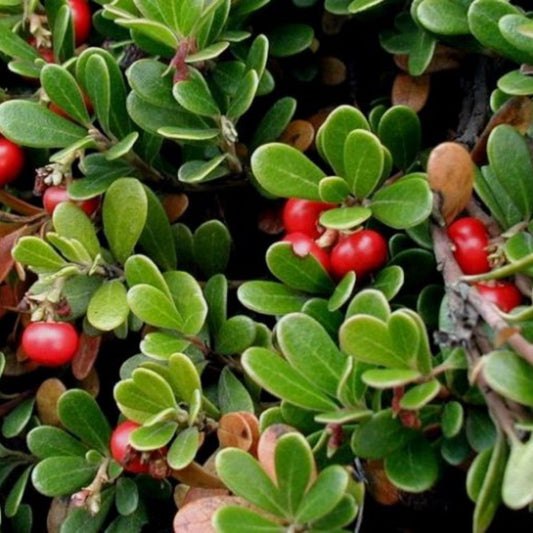 Uva Ursi Seeds (Arctostaphylos uva-ursi)