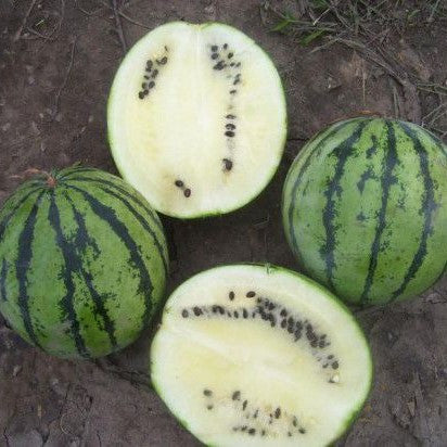 White Wonder Watermelon Seeds [PACKET ONLY]
