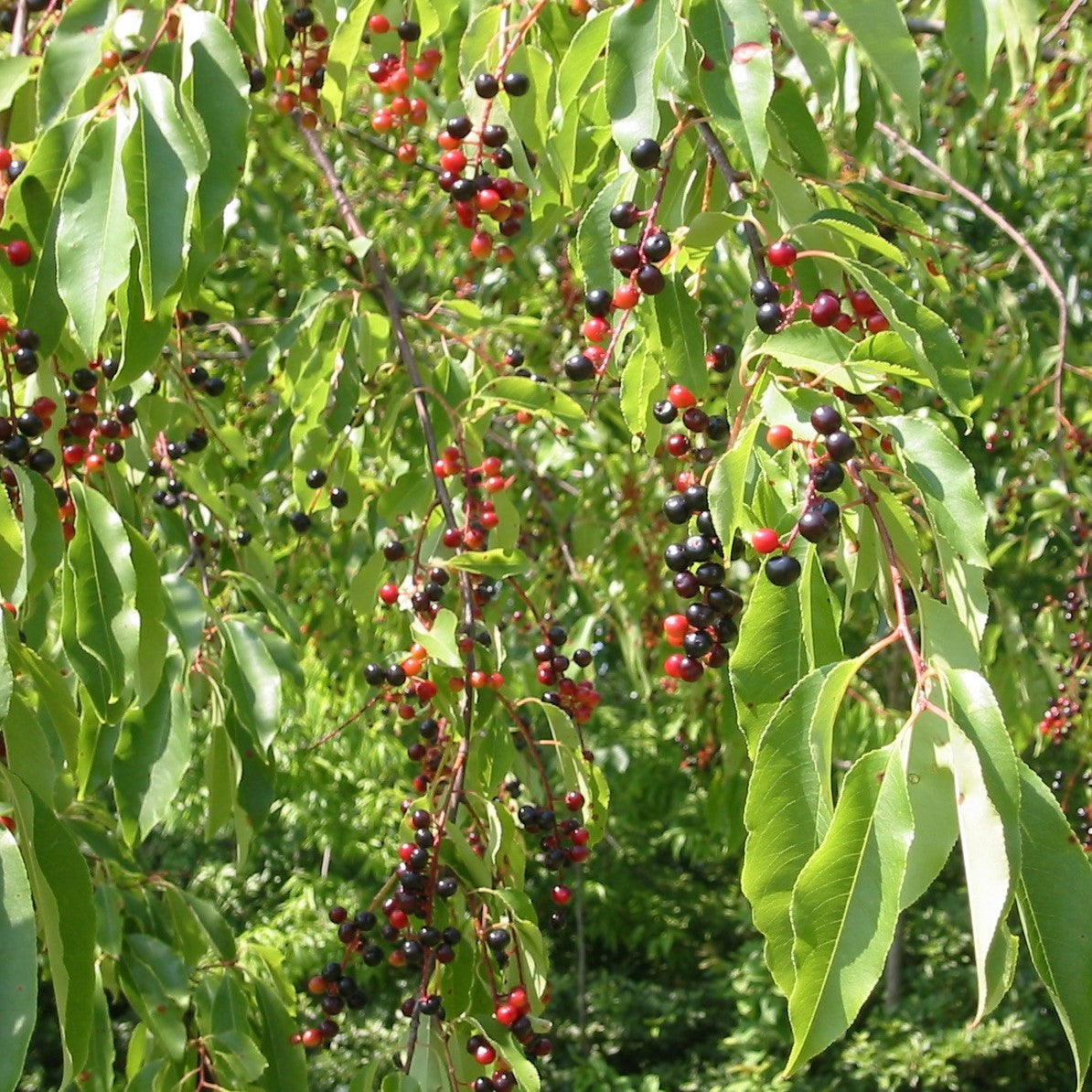 Wild Black Cherry Tree Seeds (Prunus serotina)