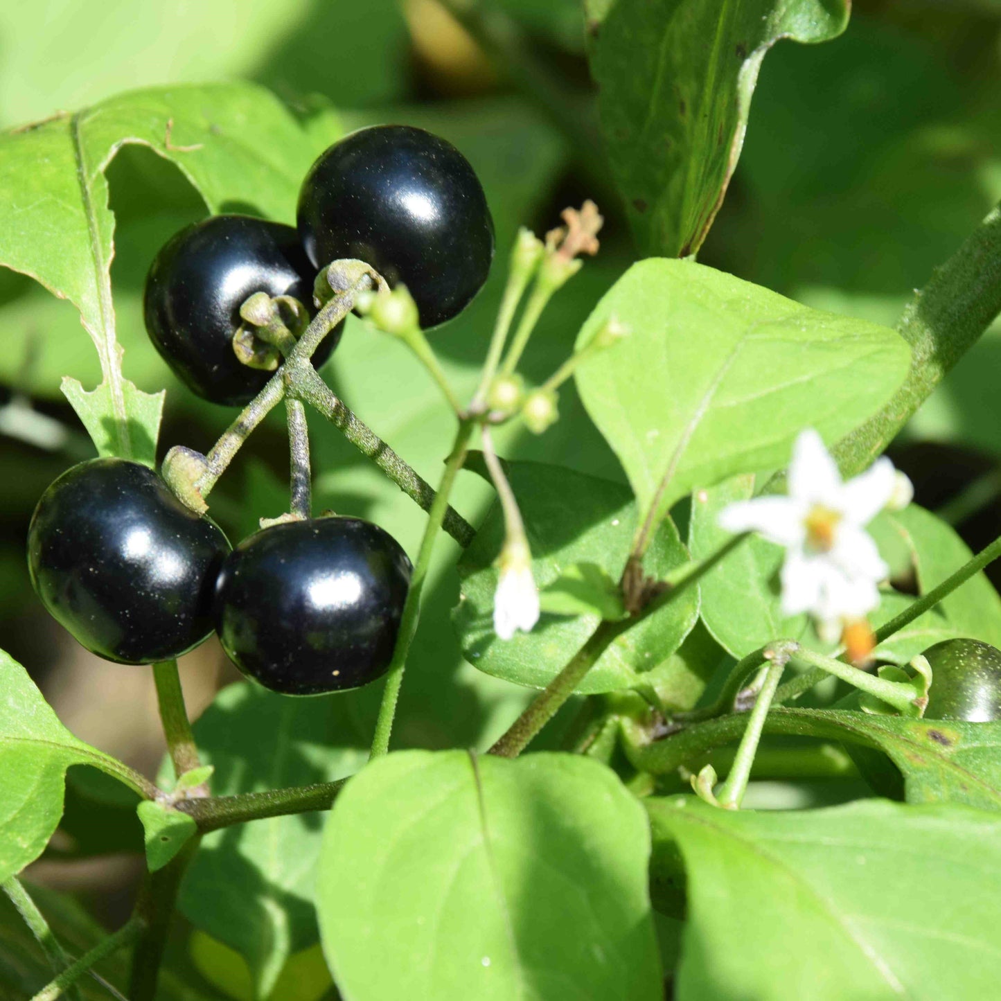 Wonderberry Seeds (Solanum burbankii)