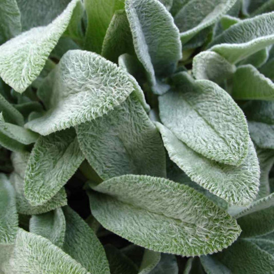 Woolly Lamb's Ear Seeds (Stachys byzantina)