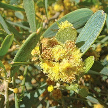 Jojoba Seeds (Simmondsia chinensis) [PACKET ONLY]