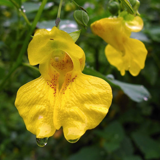 Yellow Jewelweed Seeds (Impatiens pallida)