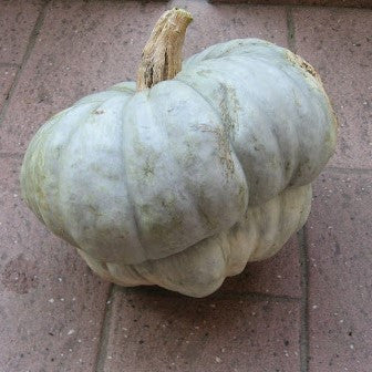 Zucca Mantovana Squash Seeds [PACKET ONLY]