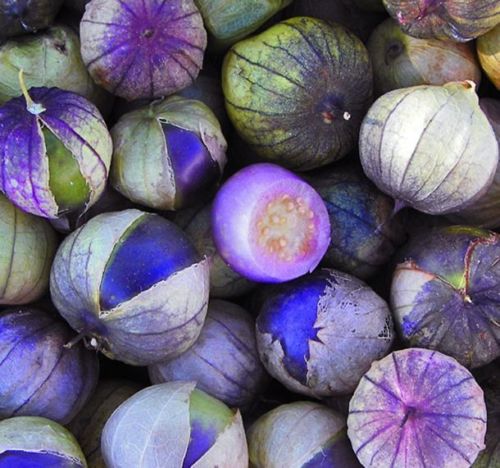 Purple Coban Tomatillo Seeds