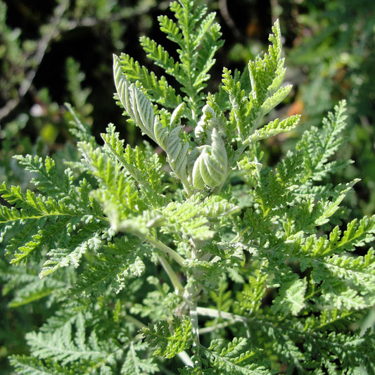 African Wormwood Seeds (Artemisia afra)