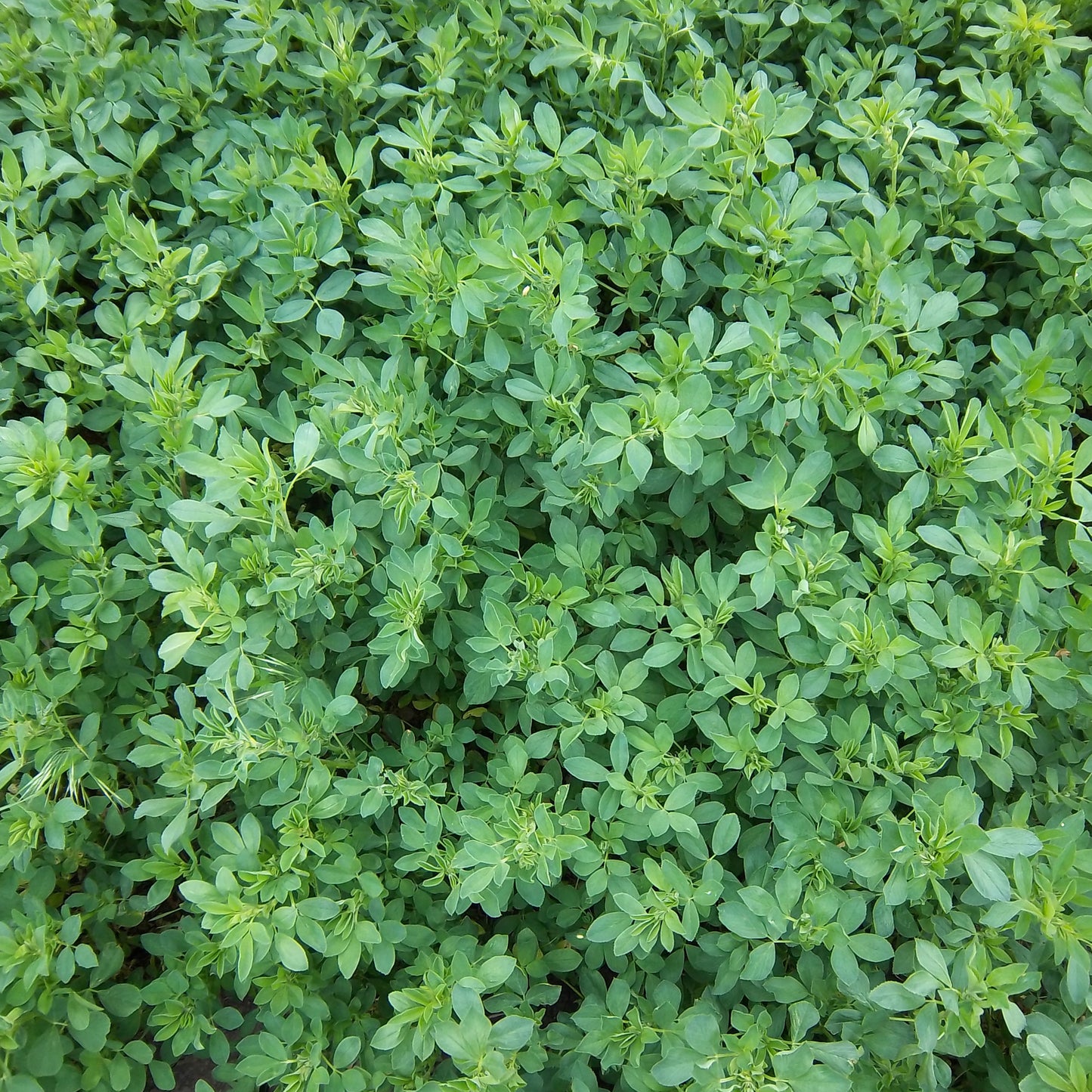 Alfalfa Seeds (Medicago sativa)