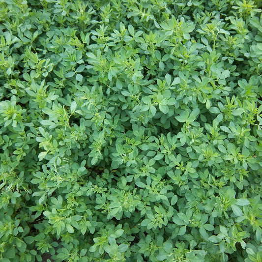 Alfalfa Seeds (Medicago sativa)
