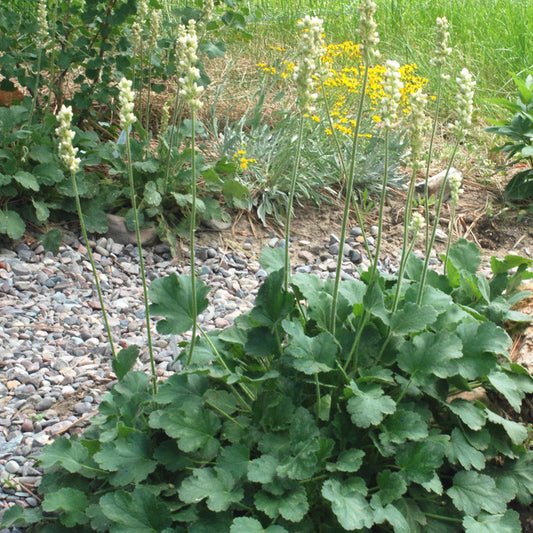 Alum Root Seeds (Heuchera richardsonii)