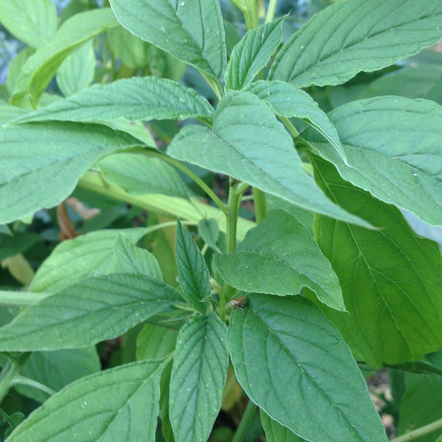 Green Callaloo Amaranth Seeds (Amaranthus viridis)