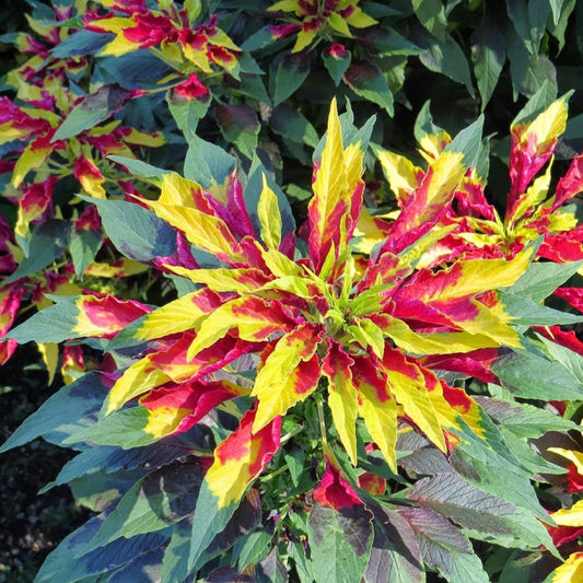 Joseph's Coat Perfecta Amaranth Seeds (Amaranthus tricolour)