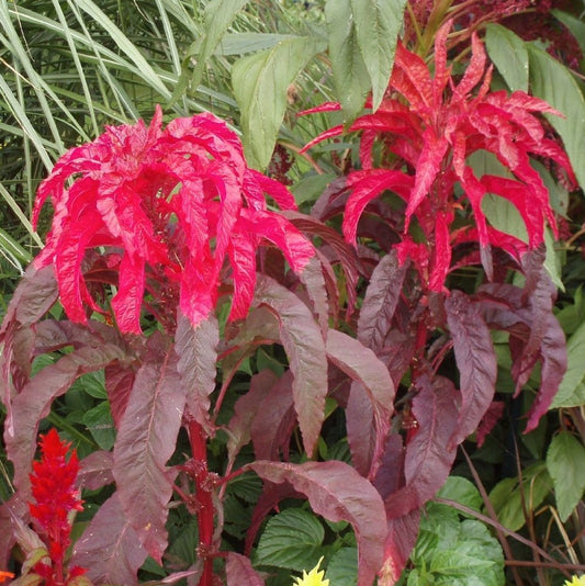 Molten Fire Amaranth Seeds (Amaranthus Bicolor)