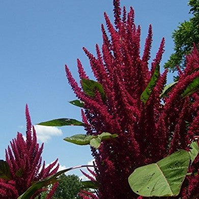 Opopeo Amaranth Seeds