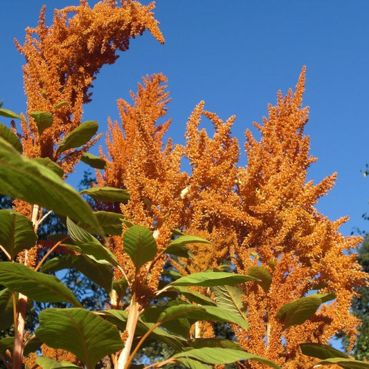 Orange Giant Amaranth Seeds (Amaranthus hypochondriacus)