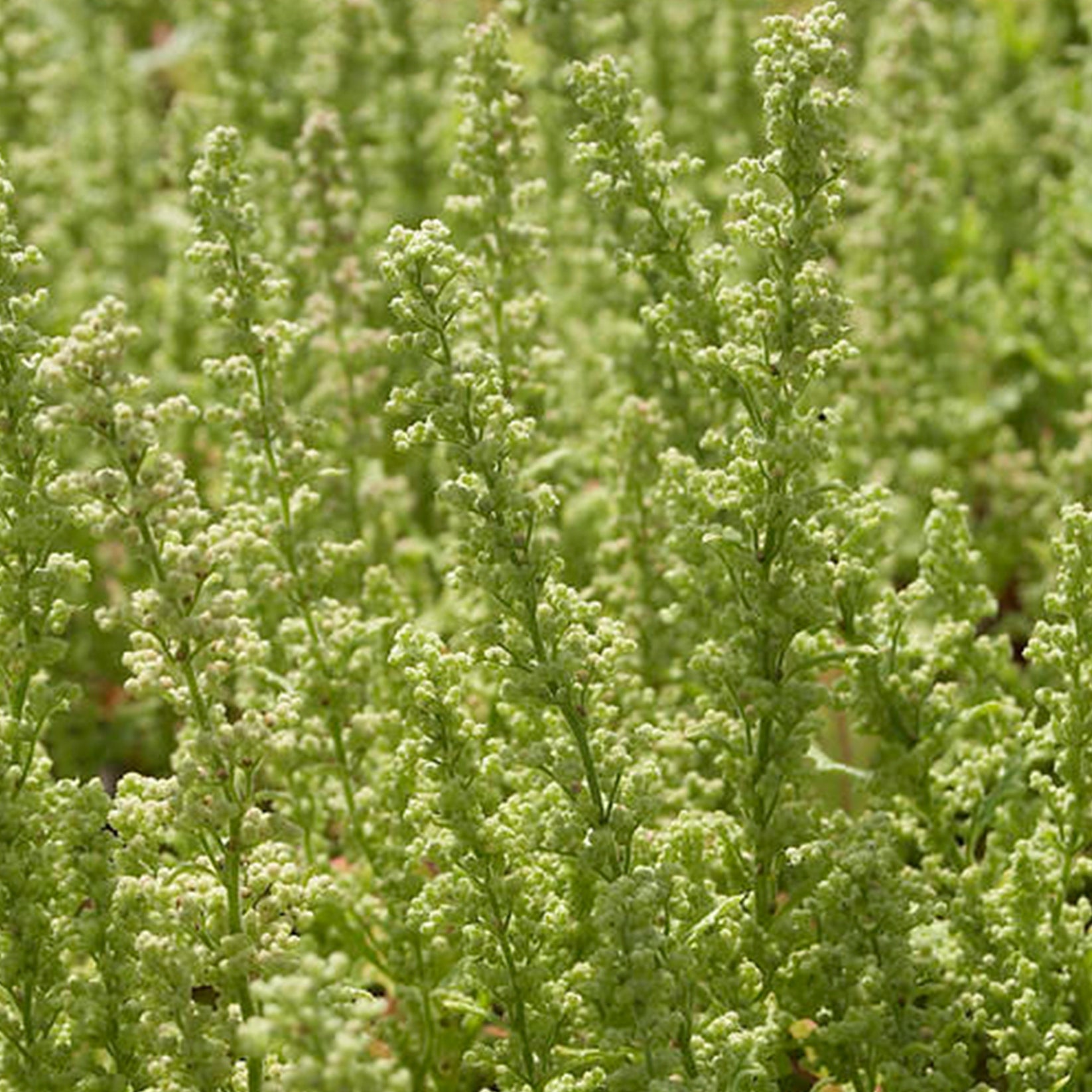 Ambrosia Seeds (Chenopodium botrys) – Frozen Seed Capsules™