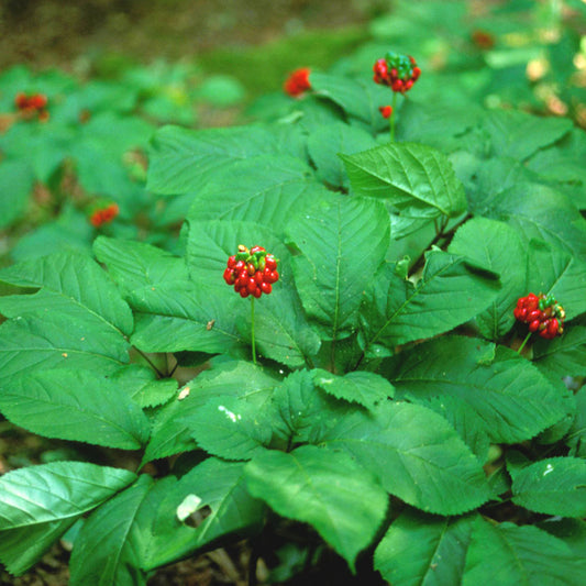 American Ginseng Seeds (Panax quinquefolius) [PACKET ONLY]