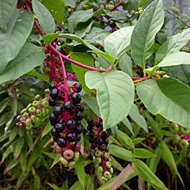 Pokeberry Seeds (Phytolacca americana)
