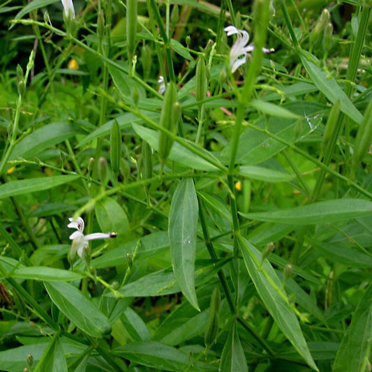 Andrographis Seeds (Andrographis paniculata)