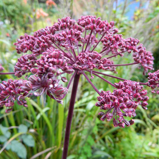 Giant Purple Angelica (Angelica atropurpurea)