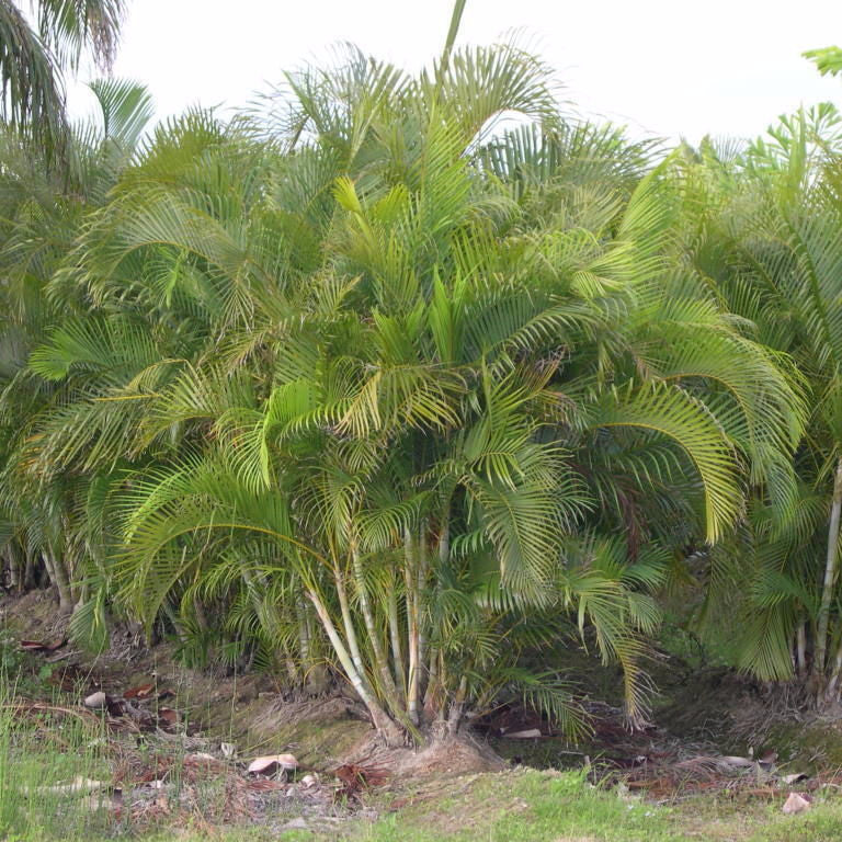Areca Palm Seeds (Dypsis lutescens) [PACKET ONLY]