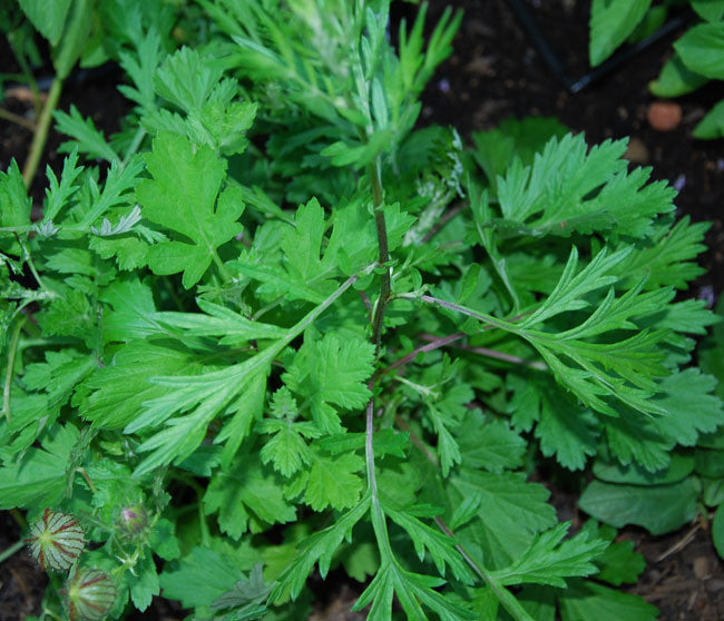 Yomogi Seeds (Artemisia princeps)
