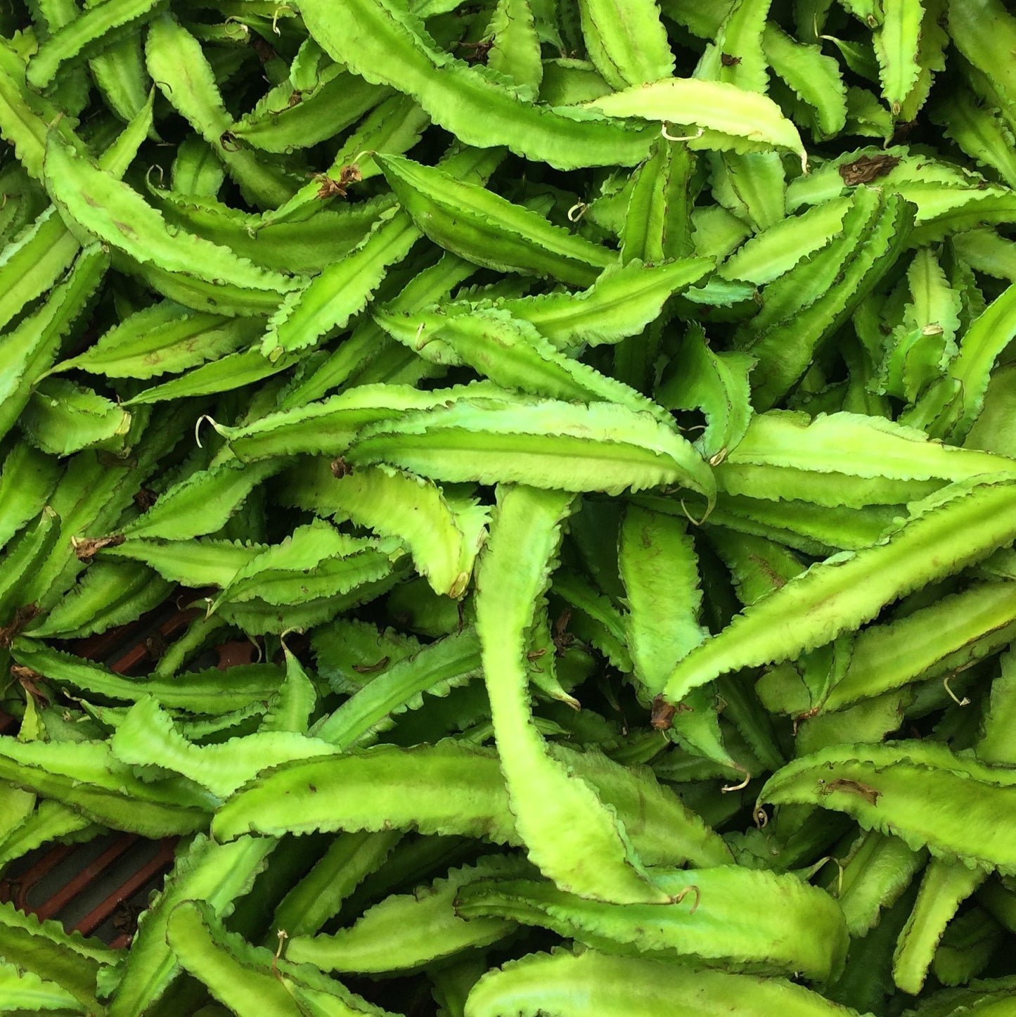 Asian Winged Bean Seeds (Psophocarpus tetragonolobus)