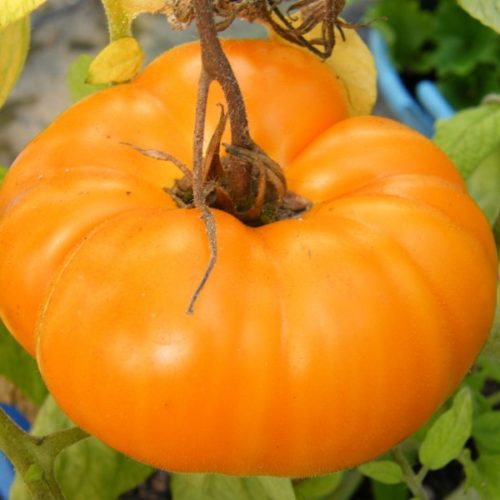 Aunt Gertie's Tomato Seeds