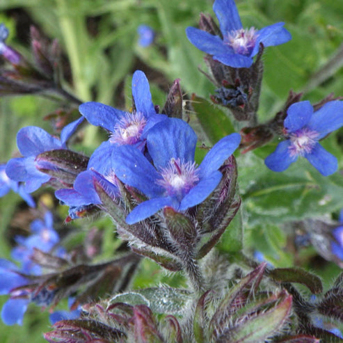 Dropmore Seeds (Anchusa azurea) – Frozen Seed Capsules™