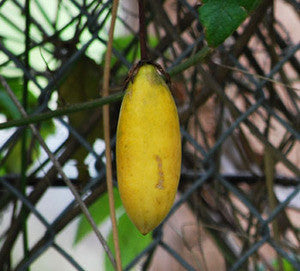 Banana Passionfruit Seeds (Passiflora tripartita mollissima)