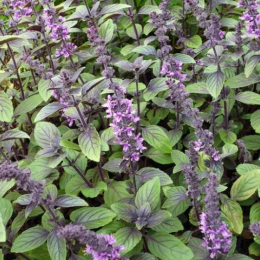 Blue Spice Basil Seeds (Ocimum americanum)