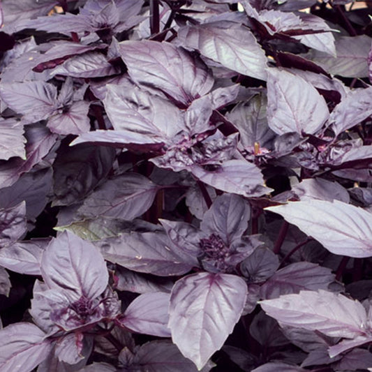 Dark Purple Opal Basil Seeds