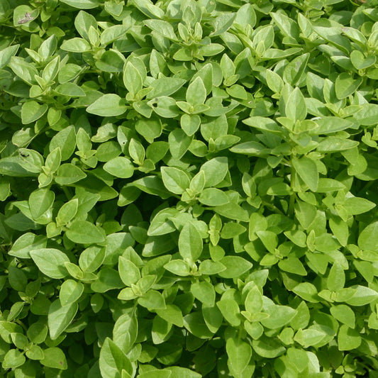 Fine Verde Basil Seeds (Ocimum basilicum)