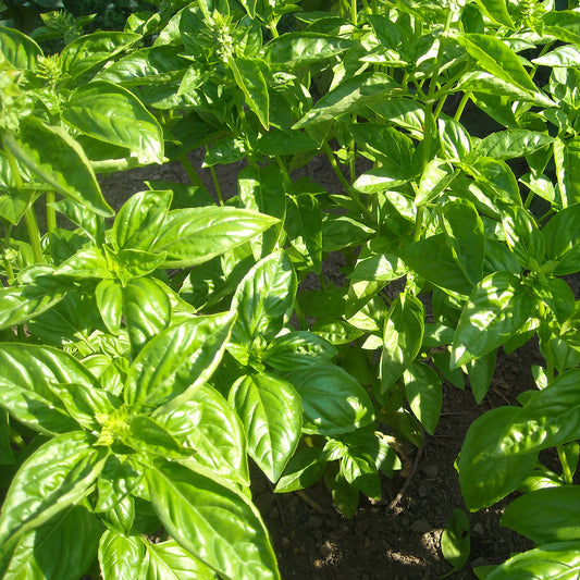 Genovese Basil Seeds (Ocimum basilicum)