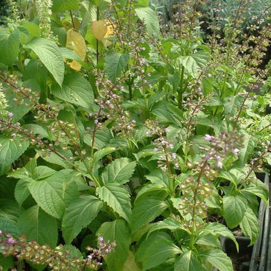 Green Pepper Basil Seeds (Ocimum selloi)