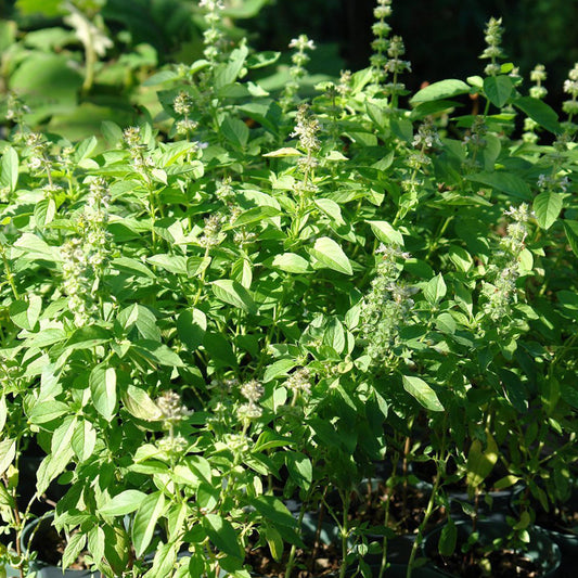 Lemon Basil Seeds (Ocimum citriodorum)