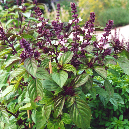 Licorice Basil Seeds (Ocimum basilicum)