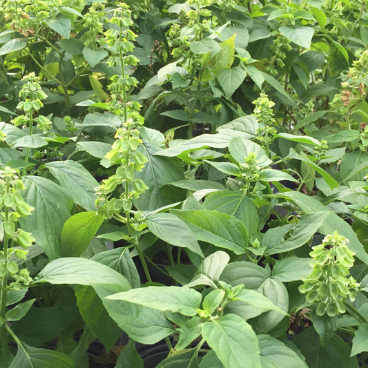 Peruvian Basil Seeds (Ocimum micranthum)